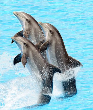 A group of bottlenose dolphins (Turisops Truncatus) clipart