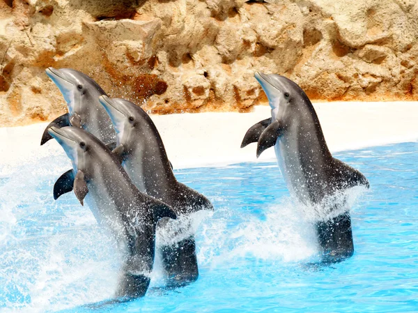 Bottlenose delfiny wykonywania ogon stoi w show — Zdjęcie stockowe