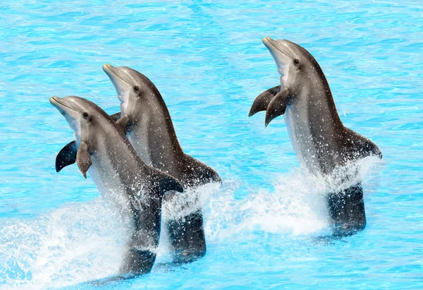 Drie bottlenose dolfijnen (Tursiops truncatus) — Stockfoto