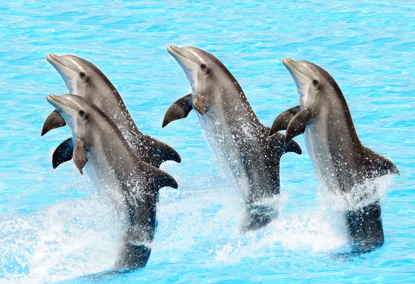 Un groupe de grands dauphins (Turisops Truncatus ) — Photo