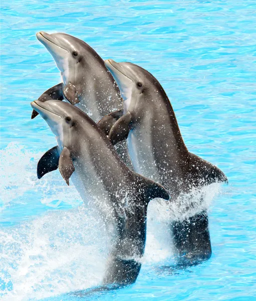 Um grupo de golfinhos-de-garrafa (Turisops Truncatus ) — Fotografia de Stock