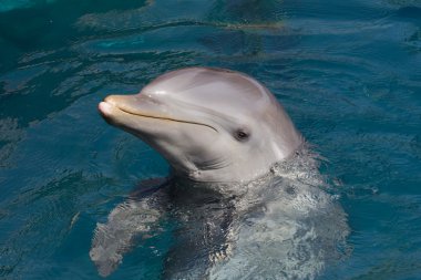 A wild bottlenose dolphin (Turisops Truncatus) clipart