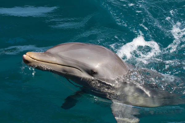 Een wild bottlenose dolfijn (Turisops Truncatus) — Stockfoto