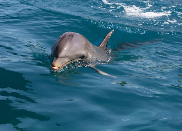 Um golfinho-de-garrafa selvagem (Turisops Truncatus ) — Fotografia de Stock