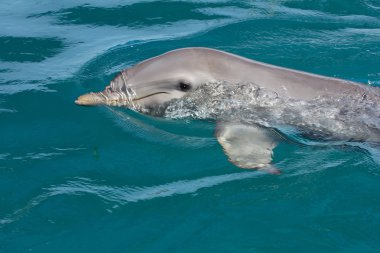 A wild bottlenose dolphin (Turisops Truncatus) clipart