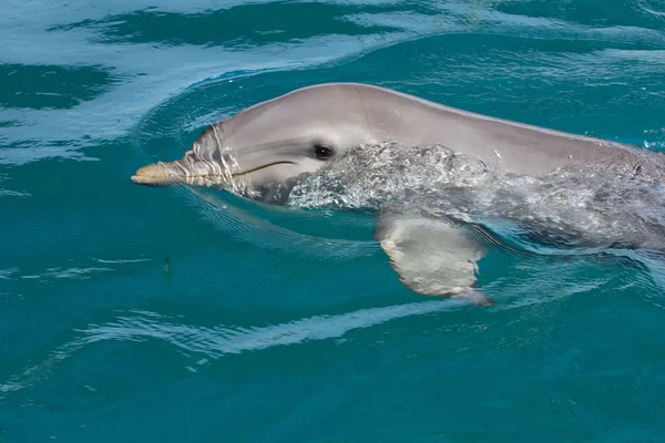 A wild bottlenose dolphin (Turisops Truncatus) — Stock Photo, Image