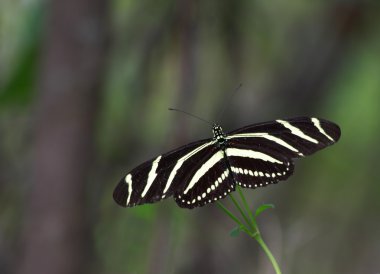 Zebra Longwing Butterfly clipart