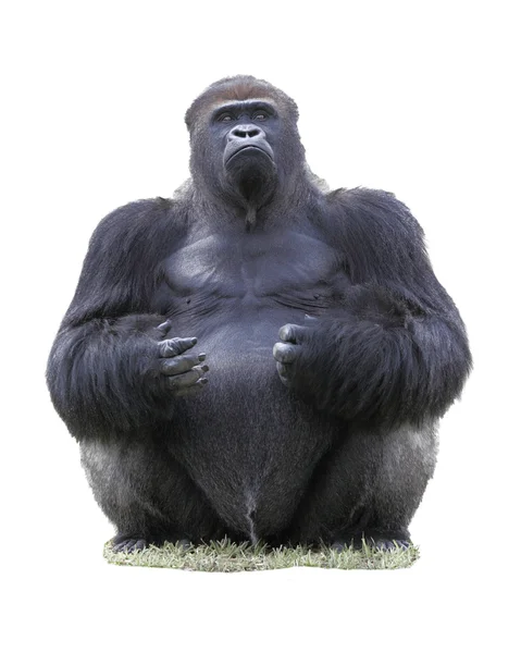 Låglänta silverback gorilla — Stockfoto