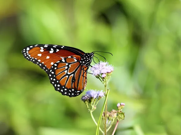 Queen butterfly — Stock Photo, Image