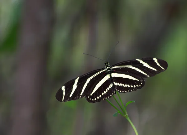 Cebra mariposa alargada —  Fotos de Stock