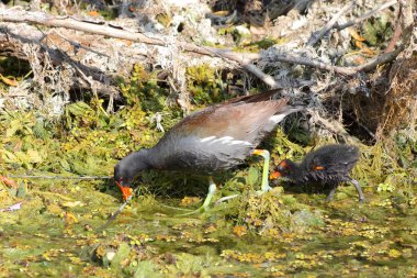 Bebek moorhen