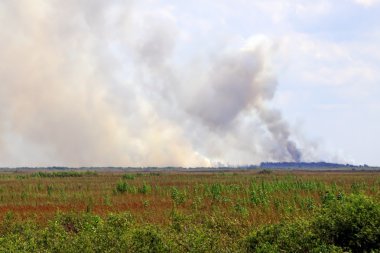 Everglades fırça yangın