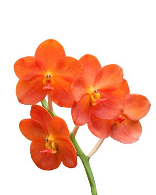 Red Scarlet Orchid clipart