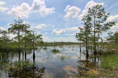 Everglades Landscape 8 clipart