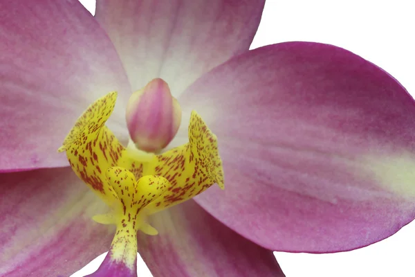 Orchidea - 1 — Zdjęcie stockowe