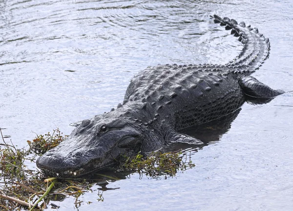 Amerikaanse alligator - 2 — Stockfoto