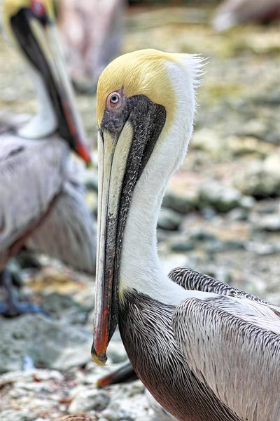 Pelikan braun - 3 — Stockfoto