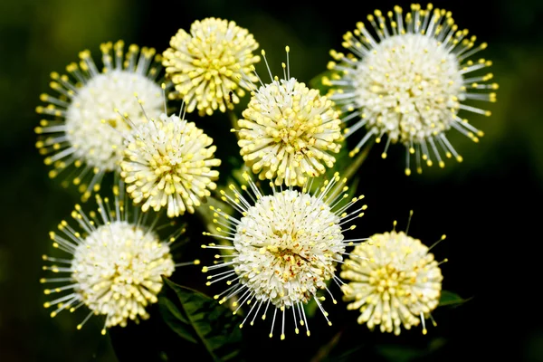 stock image Buttonbush