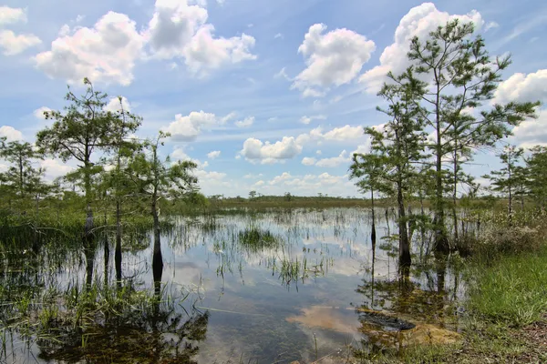 Everglades Landschaft 8 — Stockfoto