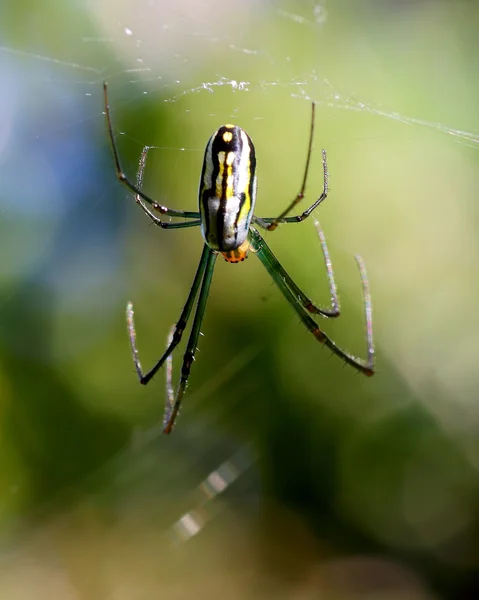 Stock image Orchard Spider