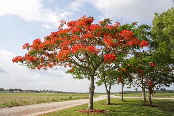 Королівський Poinciana дерево - 1 — стокове фото