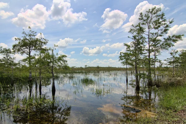 Everglades Landscape 8 Royalty Free Stock Photos