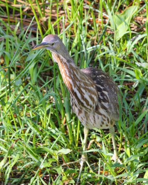 American Bittern clipart