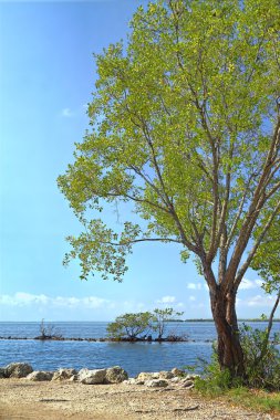 Buttonwood Biscayne National Park clipart