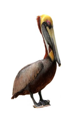 Brown Pelican - 4 clipart