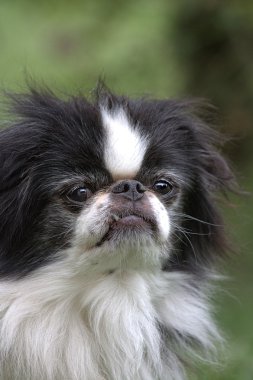 Japanese Chin - 5 clipart