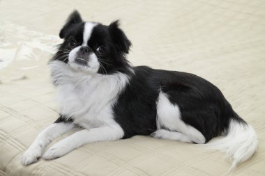 Japanese Chin - 4 clipart