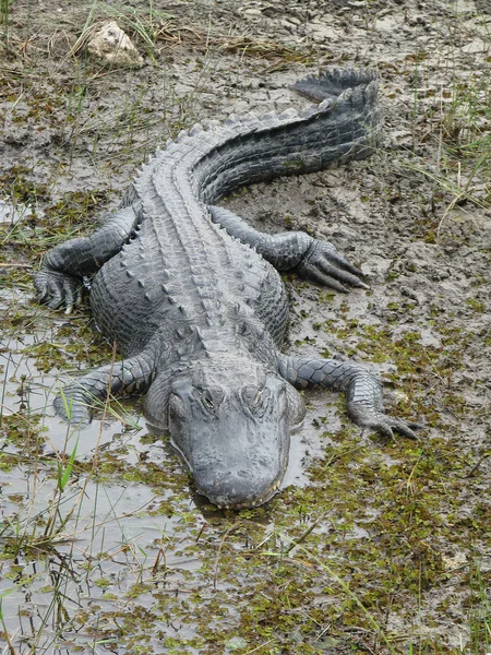 Amerikaanse alligator - 3 — Stockfoto