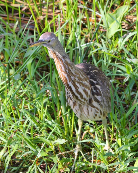 stock image American Bittern