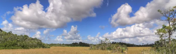 Everglades maisema Panorama — kuvapankkivalokuva