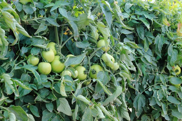 Stock image Green tomatoes – 2