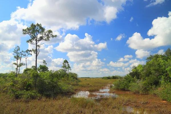 Everglades krajobraz - 9 — Zdjęcie stockowe