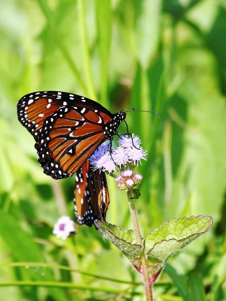 Queen butterfly - 2 — Stock Photo, Image