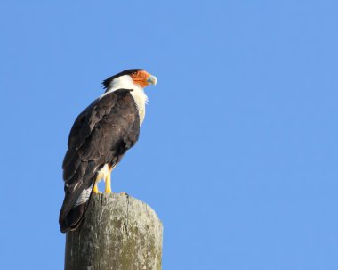 Tepeli caracara - 2