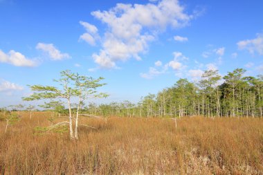 Everglades yaz peyzaj