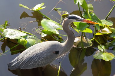 Great Blue Heron - 2 clipart