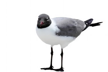 Laughing gull on white clipart
