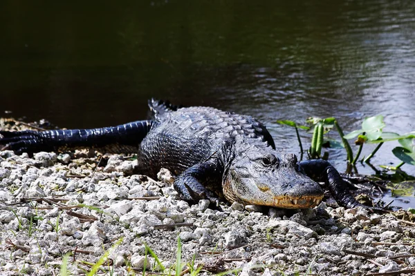Amerikaanse alligator - 4 — Stockfoto