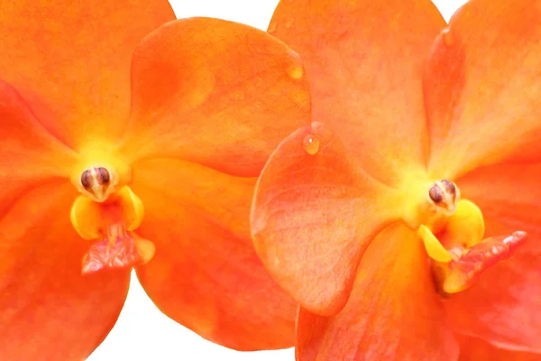 Orquídea Escarlate vermelha — Fotografia de Stock