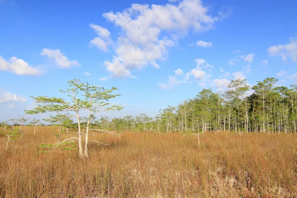 Everglades sommar landskap — Stockfoto