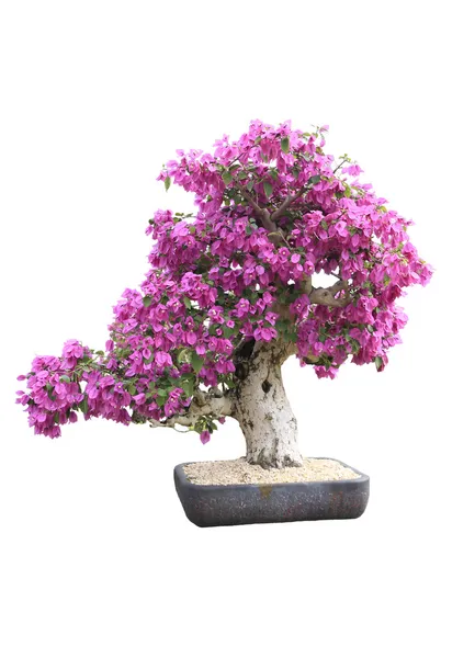 Fialový popínavé rostliny bonsaje — Stock fotografie