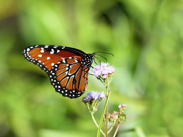 stock image Queen Butterfly - 3