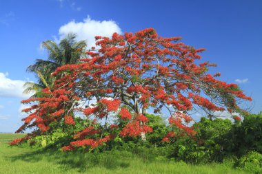 Royal poinciana ağaç