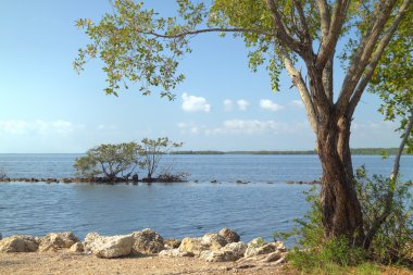 Buttonwood Biscayne National Park - 2 clipart