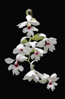 Orkide Calanthe