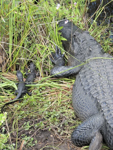 Alligator américain avec jeune — Photo